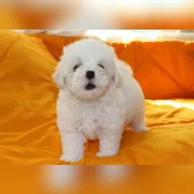 Maltese