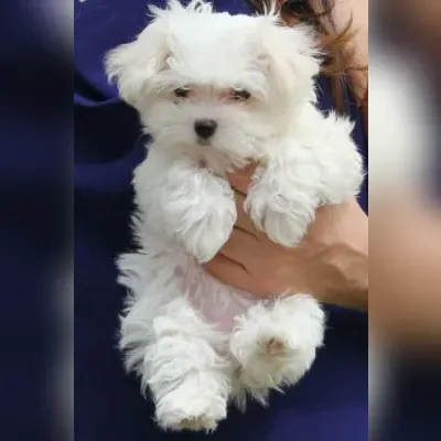 Maltese Puppies for sale