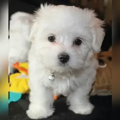 Maltese Puppies For Sale in Chennai