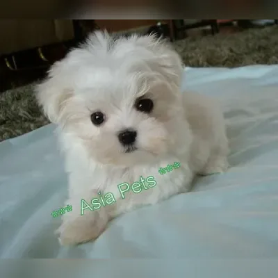 Maltese puppy for sale in Gurgaon