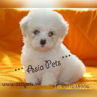 Maltese puppy for sale in Mumbai
