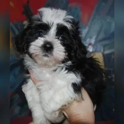 Maltipoo Puppies For Sale in Chennai