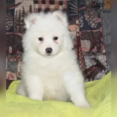 Maltipoo Puppies For Sale in Gurgaon