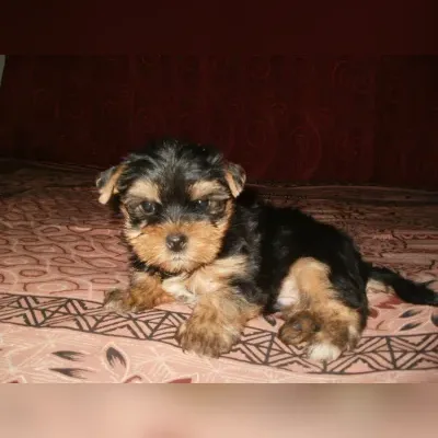 Maltipoo Puppies For Sale in Noida