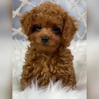Poodle puppy for sale in Mumbai