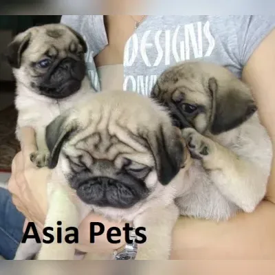 Pug Puppies for sale in Delhi