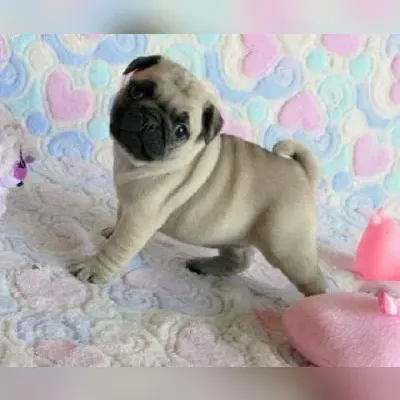 Pug puppy for sale in India