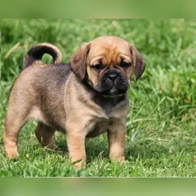 puggle dog puppy for sale in india