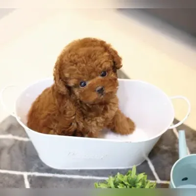 Teacup Toy Poodles for sale