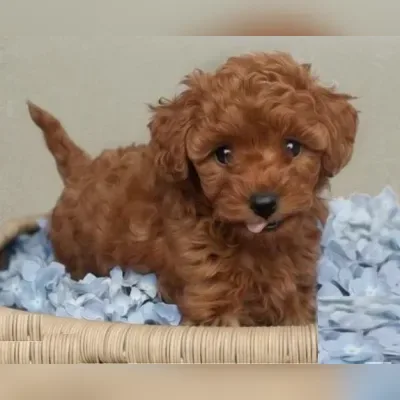 Toy Poodle Puppies for sale