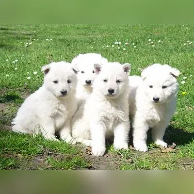 White German Shepherd Puppy for sale in India