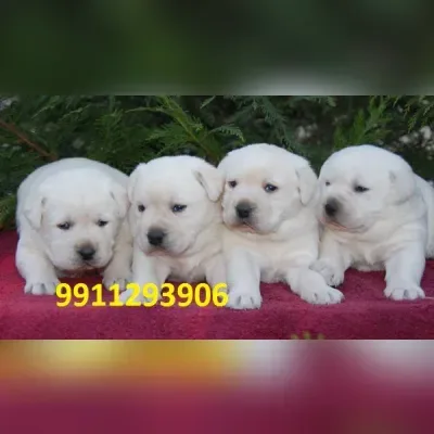 White Labrador Puppies for sale in India
