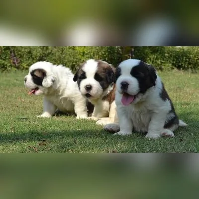 Giant Saint Bernard Puppy in India