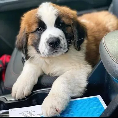 KCI Saint Bernard Pup Available in Car Nicobar