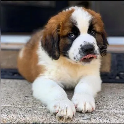 Champion Bloodline Saint Bernard in Diglipur