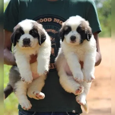 Show-Quality Saint Bernard Puppy in Mayabunder