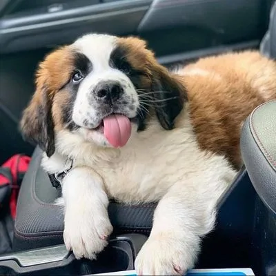 Heavy Bone Saint Bernard Pup for Sale in Port Blair