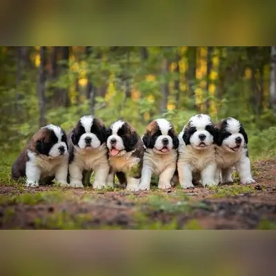 Mahogany Saint Bernard Puppy in Rangat