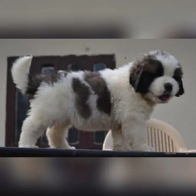 Long-Coat Saint Bernard Available in Anantapur