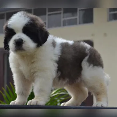 Smooth-Coat Saint Bernard Pup in Chittoor