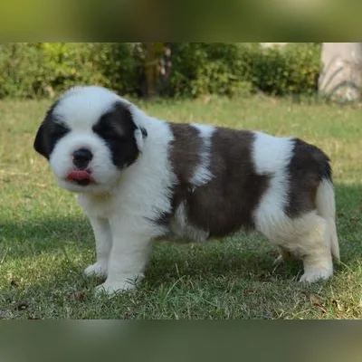 Heavy Built Saint Bernard for Sale in Greater Noida