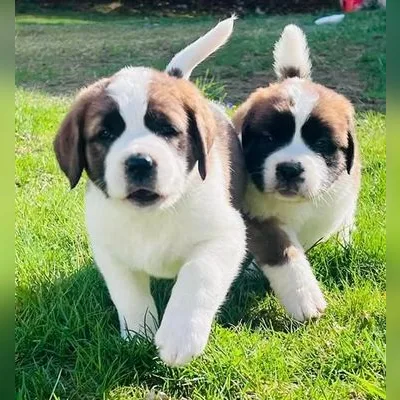 Saint Bernard Pup with Vet Records — Dehradun