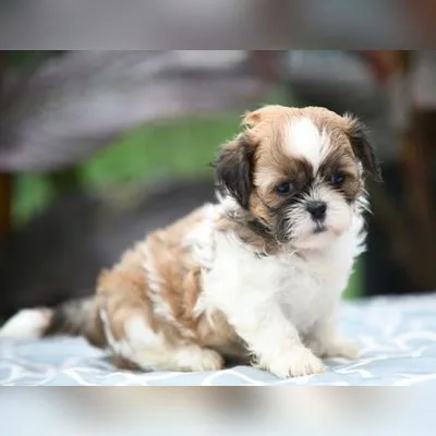 Shih Tzu Puppy for Sale in India