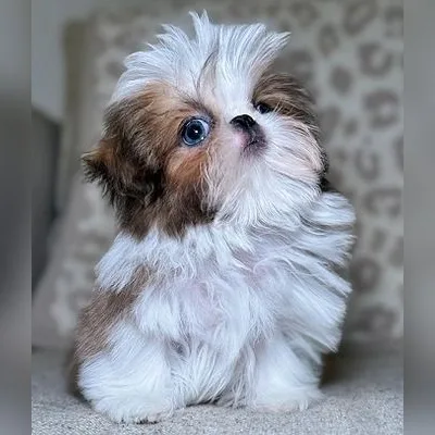 Shih Tzu Puppy for Sale in Car Nicobar