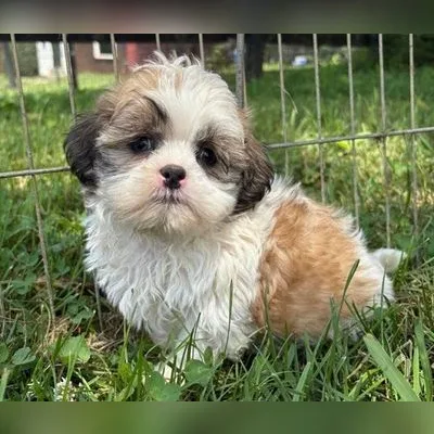 Shih Tzu Puppy for Sale in Diglipur