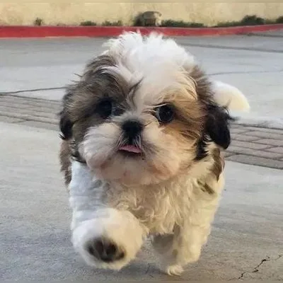 Shih Tzu Puppy for Sale in Port Blair