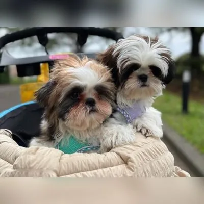 Shih Tzu Puppy for Sale in Rangat