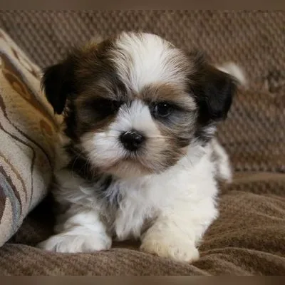 Shih Tzu Puppy for Sale in Anantapur