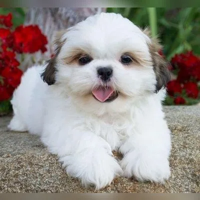 Shih Tzu Puppy for Sale in Chittoor