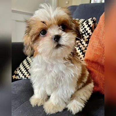 Shih Tzu Puppy for Sale in Greater Noida