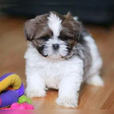 Shih Tzu Puppy for Sale in Habra