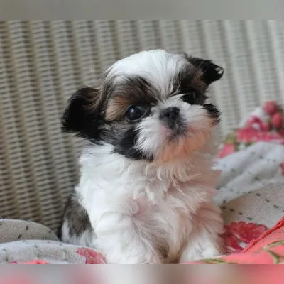 Shih Tzu Puppy for Sale in Haldia