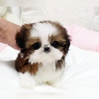 Shih Tzu Puppy for Sale in Howrah