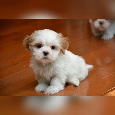 Shih Tzu Puppy for Sale in Kharagpur