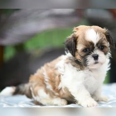 Shih Tzu Puppy for Sale in Kolkata