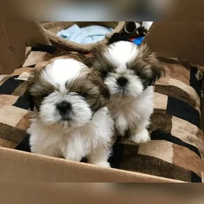 Shih Tzu Puppy for Sale in Shantiniketan