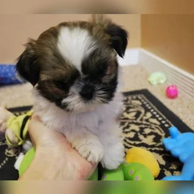Shih Tzu Puppy for Sale in Greater Kailash