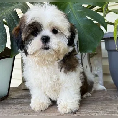 Shih Tzu Puppy for Sale in Janakpuri