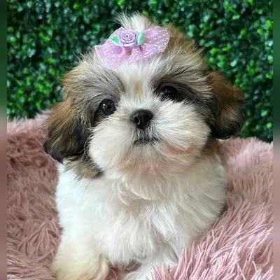 Shih Tzu Puppy for Sale in New Delhi