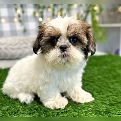 Shih Tzu Puppy for Sale in Paschim vihar