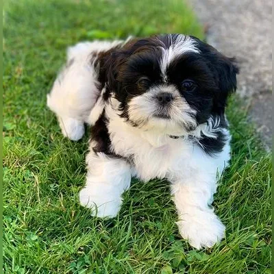 Shih Tzu Puppy for Sale in Rajouri Garden 