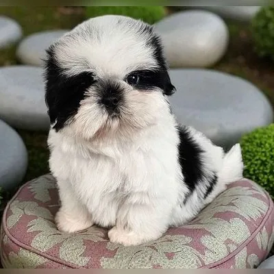 Shih Tzu Puppy for Sale in Rohini