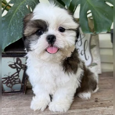 Shih Tzu Puppy for Sale in Saket