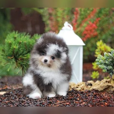 Tiny Toy Pom Puppy in India