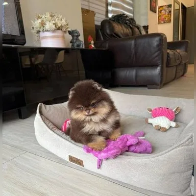 Teacup Pomeranian Puppy for Sale in Diglipur