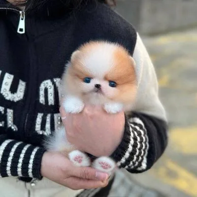 Orange Toy Pom Pup in Mayabunder
